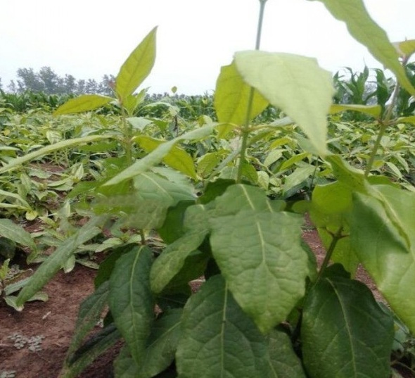 1628217183566840.jpg image.jpg