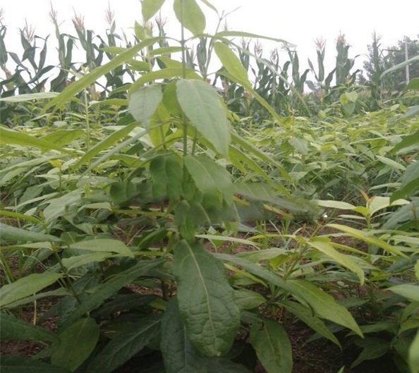 1628217204760592.jpg image.jpg