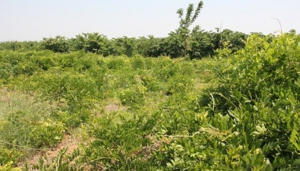 1628217492233305.jpg image.jpg