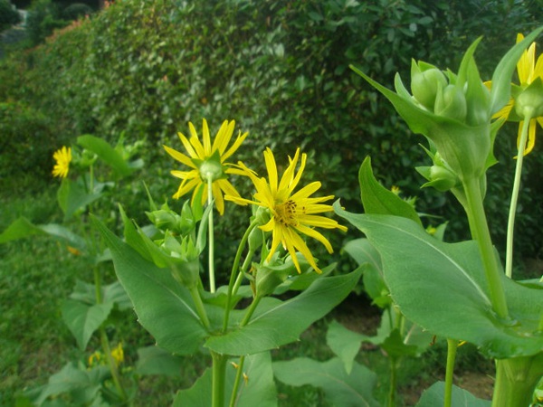 1628220631223319.jpg image.jpg