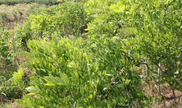 1628221392852159.jpg image.jpg