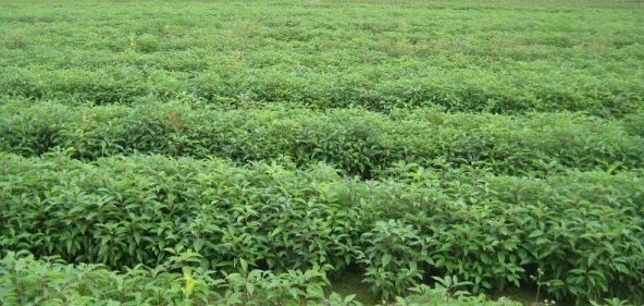 1628221461831524.jpg image.jpg