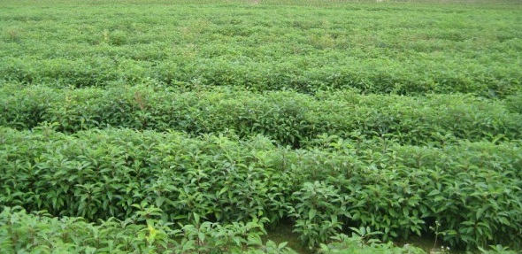 1628221469965030.jpg image.jpg