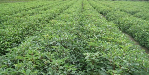 1628221476538342.jpg image.jpg