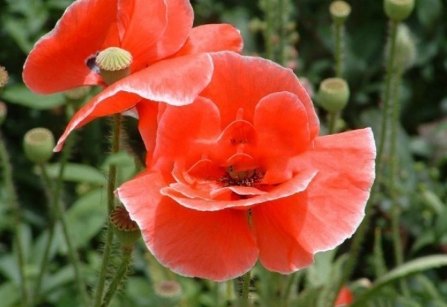 1628221591711027.jpg image.jpg