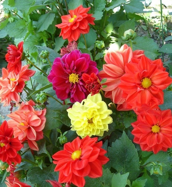 1628221696266785.jpg image.jpg