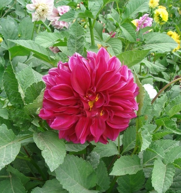 1628221705139594.jpg image.jpg