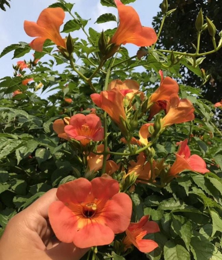 1628222143784072.jpg image.jpg