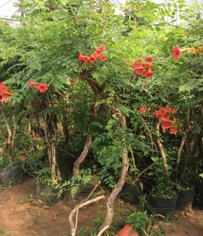 1628222173536924.jpg image.jpg