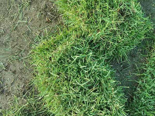 1628222318702554.jpg image.jpg