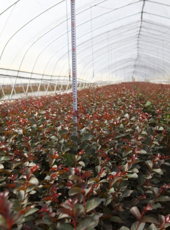 1628222603280089.jpg image.jpg