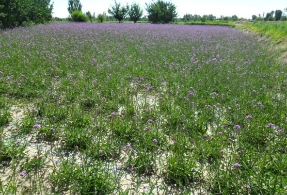 1628223158575326.jpg image.jpg