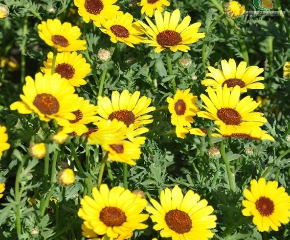 1628223422530768.jpg image.jpg