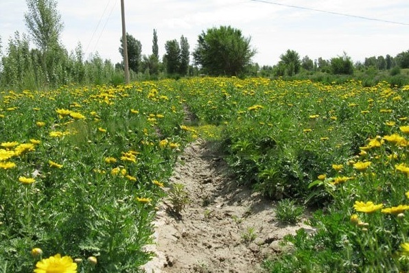 1628223431429283.jpg image.jpg