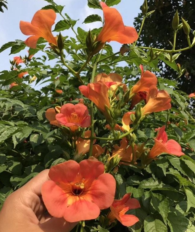 1628223627866889.jpg image.jpg