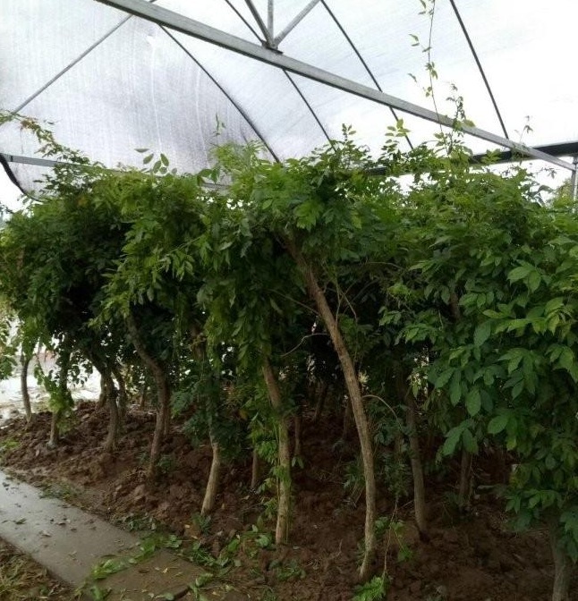 1628223643611688.jpg image.jpg