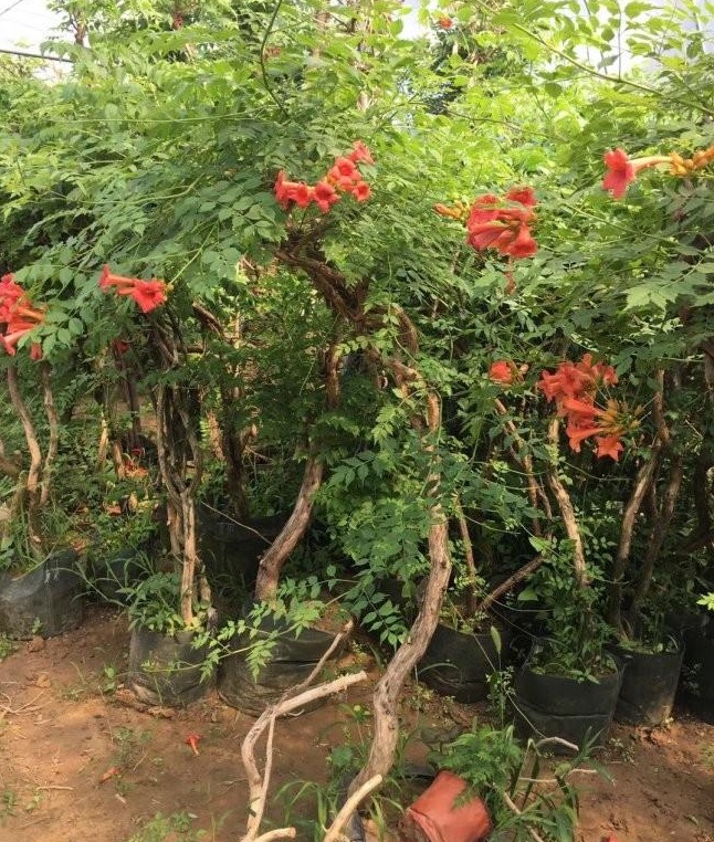 1628223660284751.jpg image.jpg