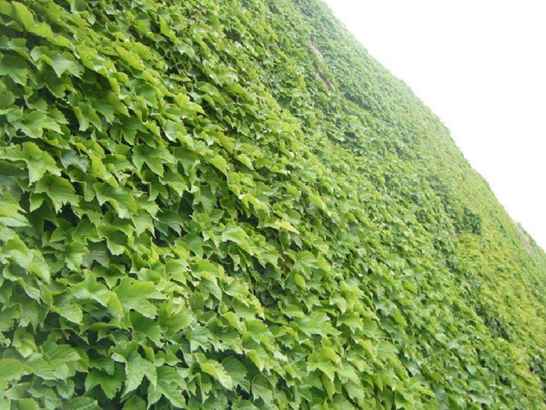 1628223725403904.jpg image.jpg