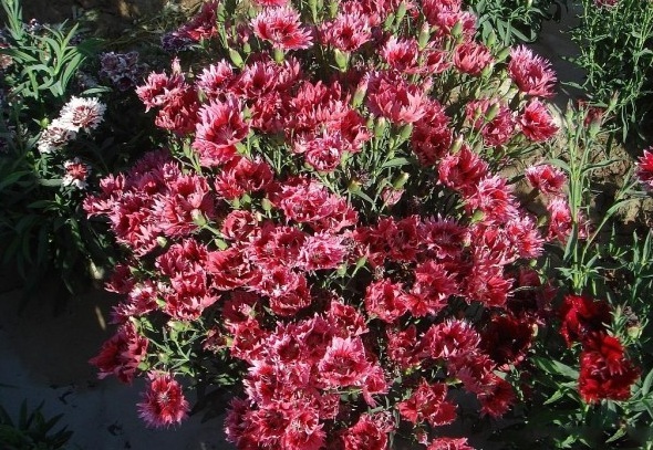 1628224097944156.jpg image.jpg