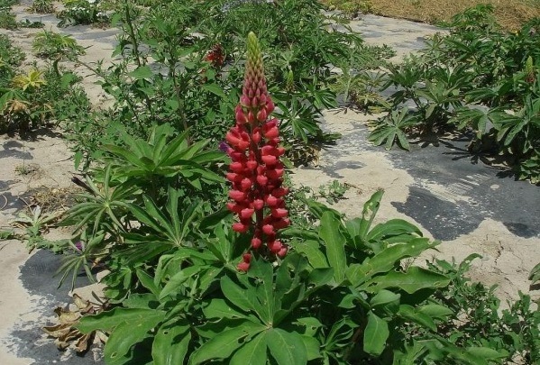 1628224170463262.jpg image.jpg