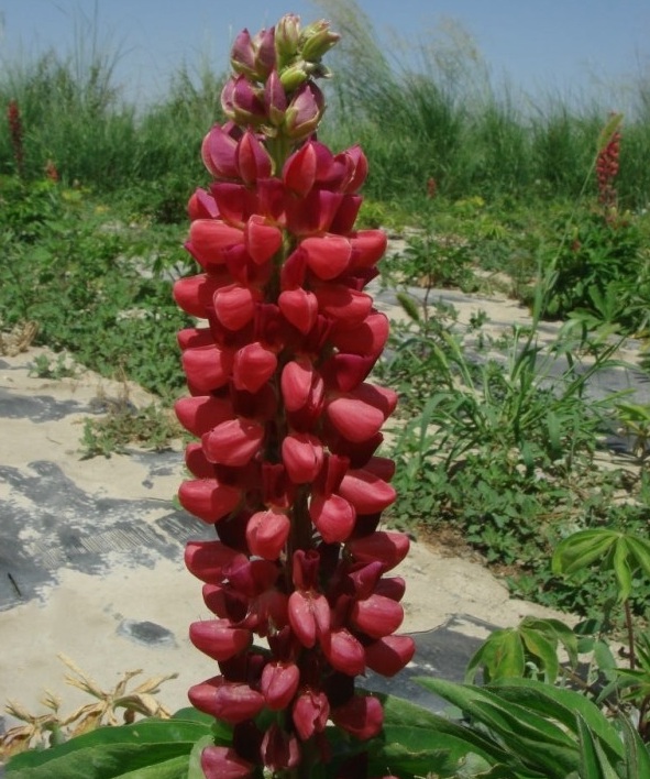 1628224178218159.jpg image.jpg