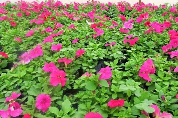 1628224596482482.jpg image.jpg