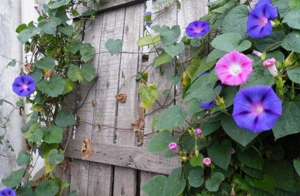 1628224611720689.jpg image.jpg