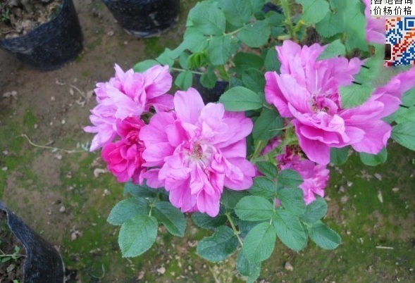 1628225299693252.jpg image.jpg