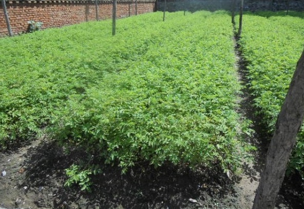 1628225313827910.jpg image.jpg