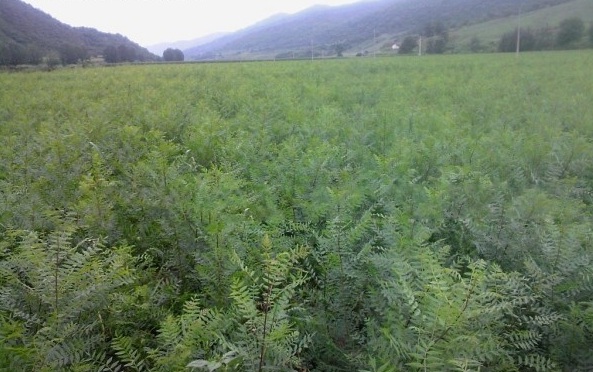 1628225386268842.jpg image.jpg