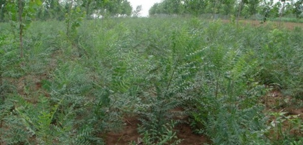 1628225403762517.jpg image.jpg