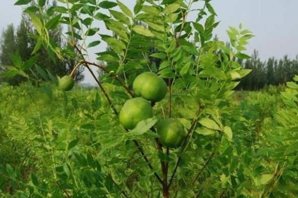 1628225411300350.jpg image.jpg