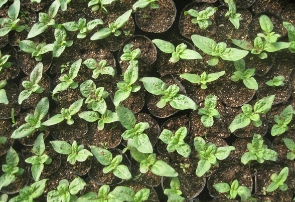 1628225491692983.jpg image.jpg