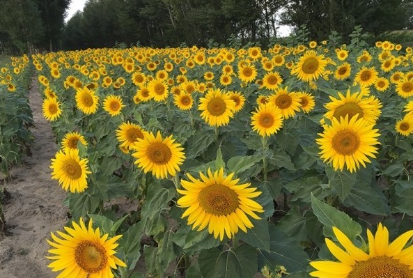 1628225501372201.jpg image.jpg