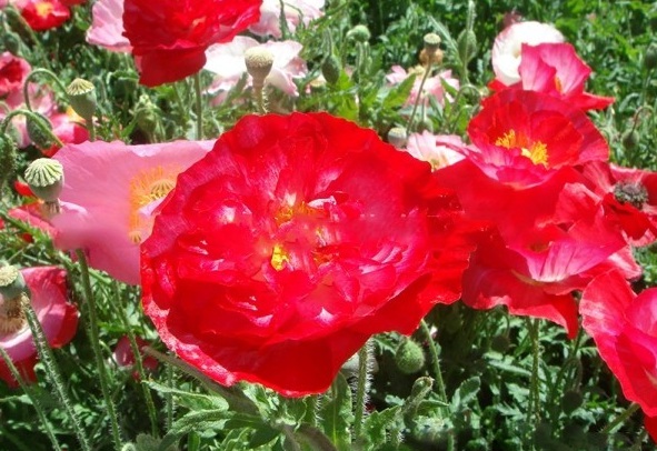 1628225883142695.jpg image.jpg