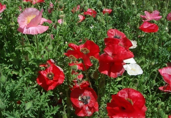 1628225946857985.jpg image.jpg