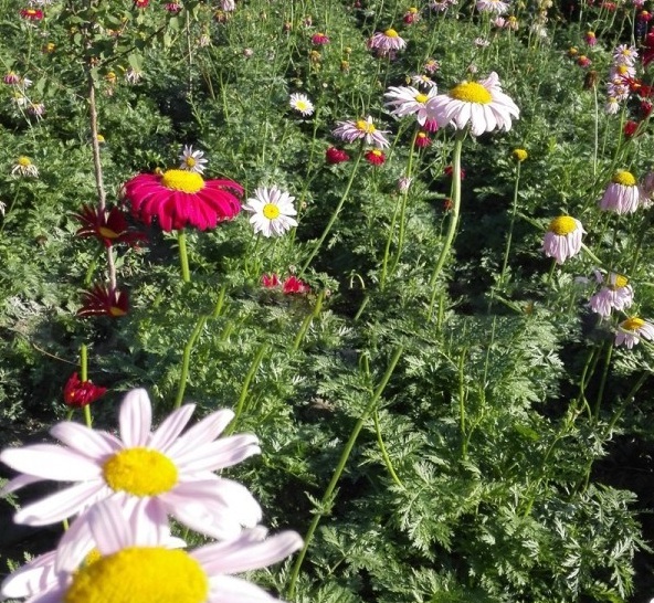 1628226119191306.jpg image.jpg