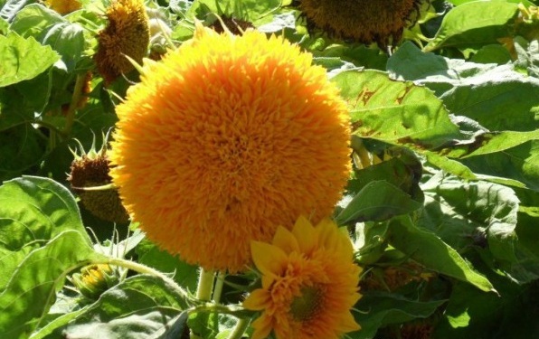 1628226249777269.jpg image.jpg