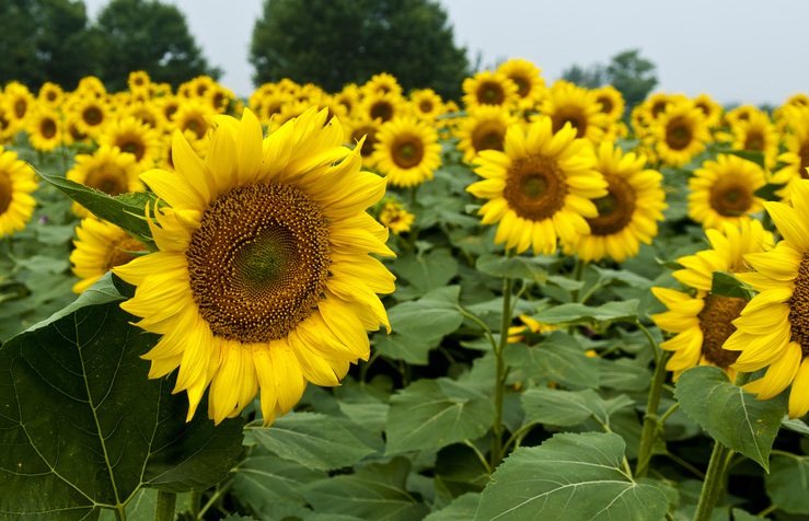 1628230752545917.jpg 向日葵3.jpg