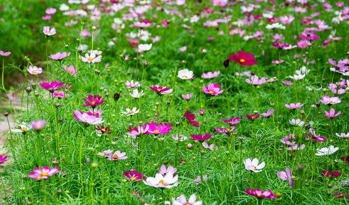 1628231034462853.jpg 波斯菊1.jpg