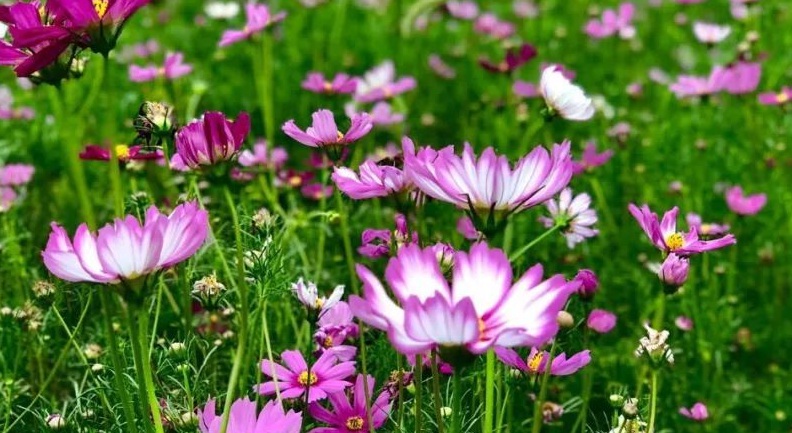 1628231065922345.jpg 波斯菊3.jpg