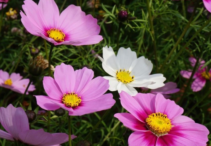 1628236801577118.jpg 波斯菊222.jpg