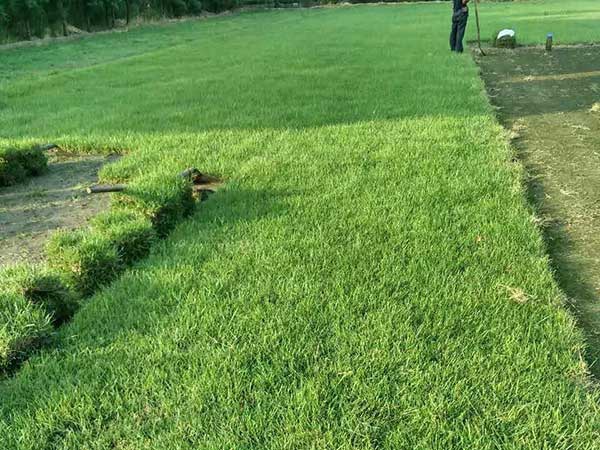 1628240029906897.jpg image.jpg