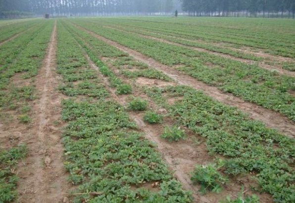 1628240095846404.jpg image.jpg