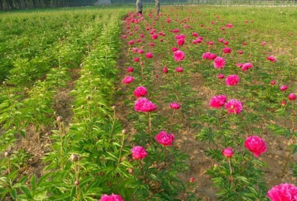 1628240115930331.jpg image.jpg