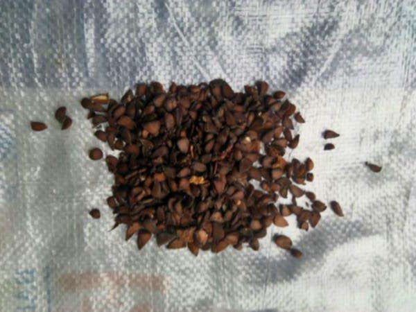 1628240185601795.jpg image.jpg