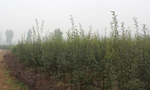 1628240256425453.jpg image.jpg