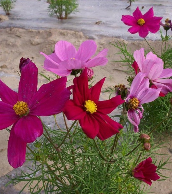 1628240384506159.jpg image.jpg