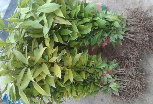 1628240875901694.jpg image.jpg