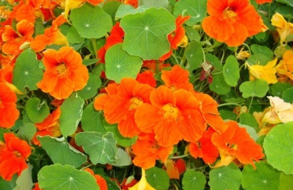 1628241545340112.jpg image.jpg